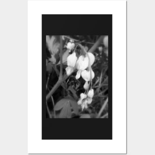 white bleeding hearts, black and white Posters and Art